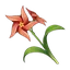 Windwheel Aster