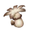 Philanemo Mushroom