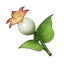 Calla Lily