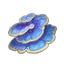 Rukkhashava Mushrooms