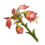 Mourning Flower